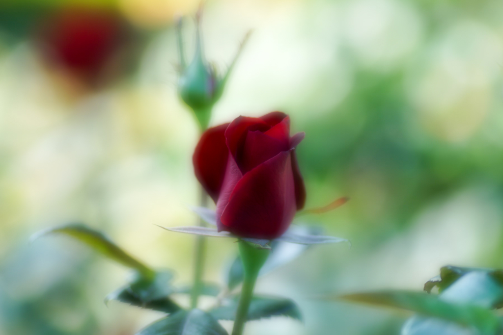 ROSE BUD