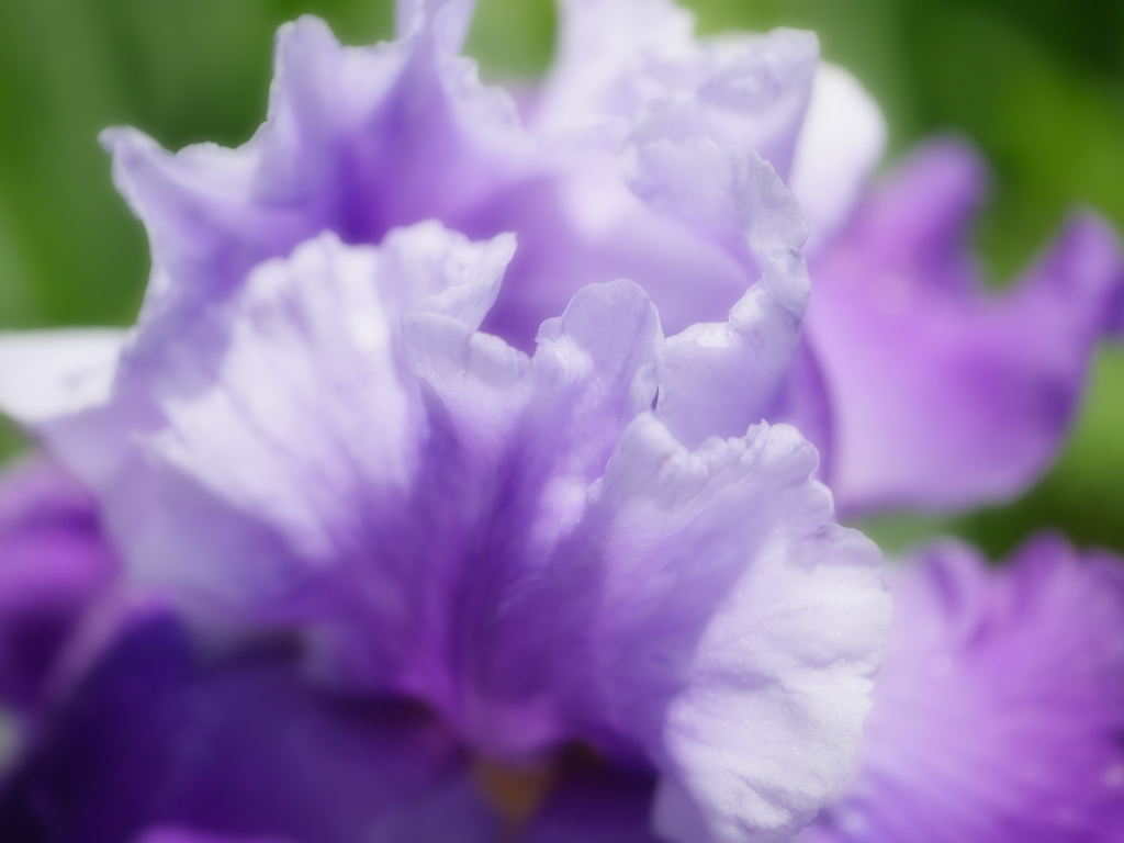 紫の誘い…2