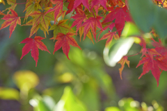 紅葉狩り