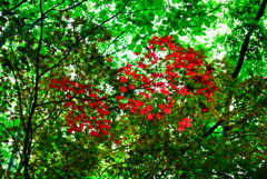 紅一点