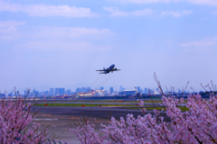 花見と飛行機