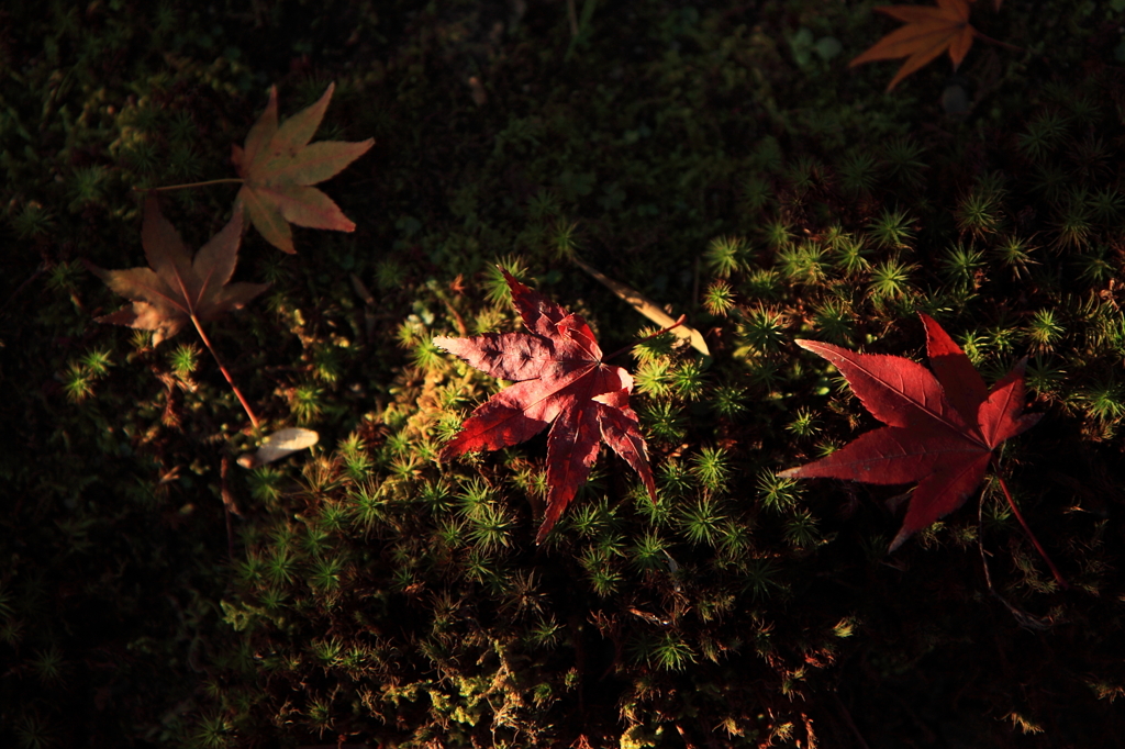 紅と緑、陰と陽。