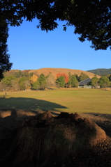 木の根と若草山