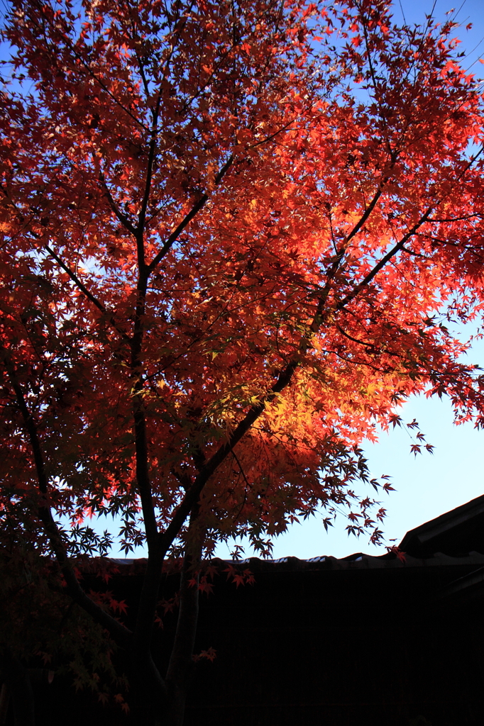 木いっぱいの紅葉