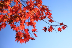 天気に恵まれた紅葉狩り