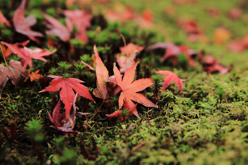 足元の紅葉