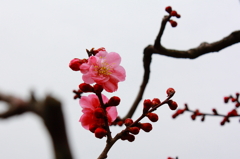 開花