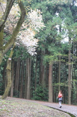 最後の桜