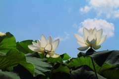 夏空