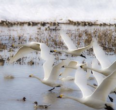 白鳥の湖