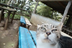 景信山の猫