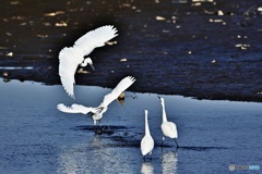 コサギのバトル1