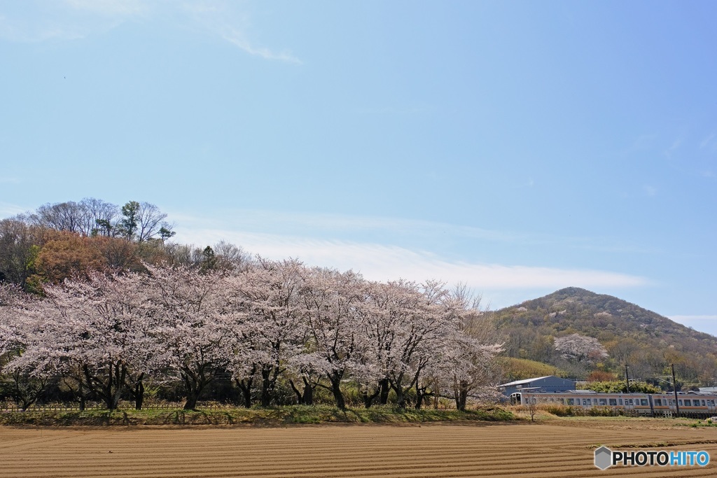 春うらら by hasemi （ID：8579829） - 写真共有サイト:PHOTOHITO