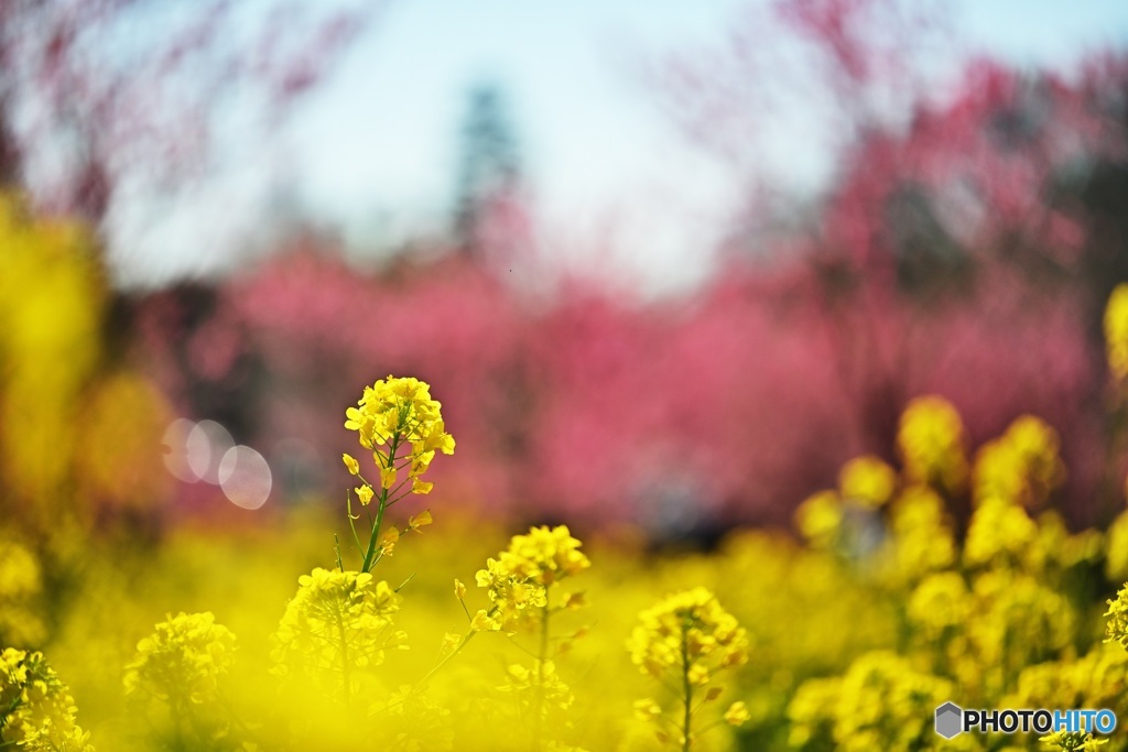 菜の花