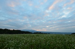 夜明けの蕎麦畑