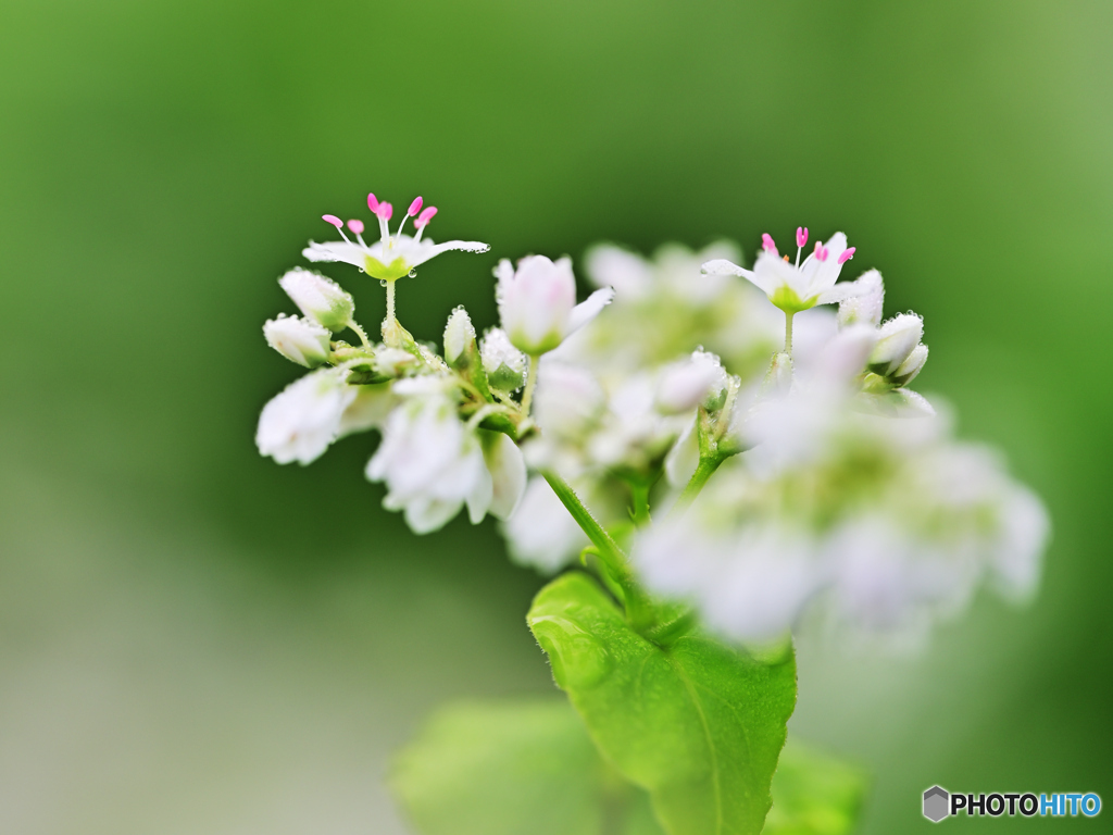 蕎麦の花