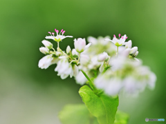 蕎麦の花