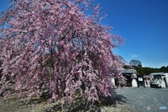 長楽寺の枝垂れ桜
