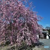 長楽寺の枝垂れ桜