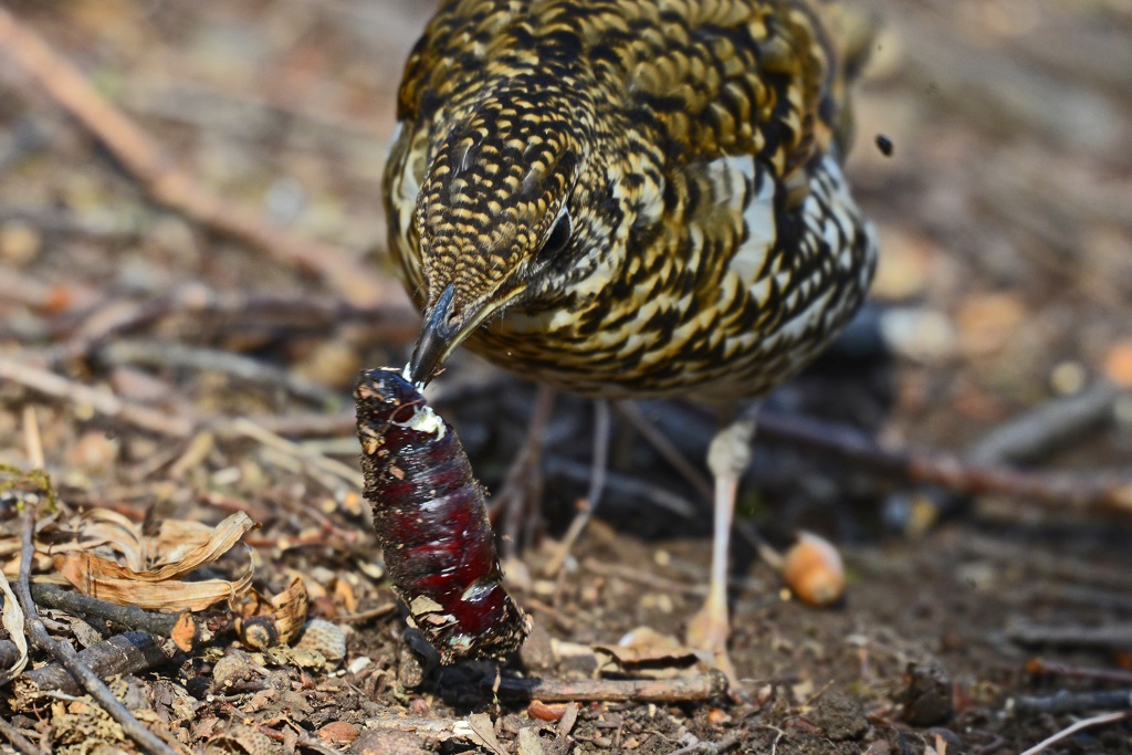 トラツグミの食餌シーン