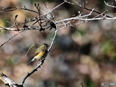 ルリビタキ♀