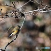 ルリビタキ♀