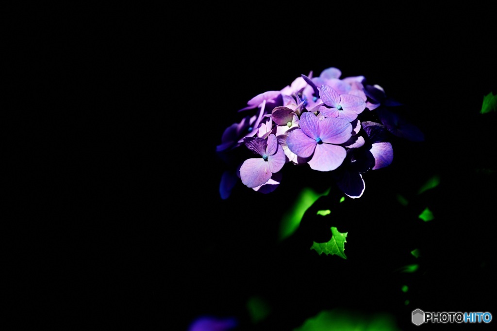 紫陽花3