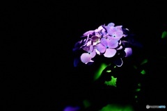 紫陽花3