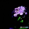 紫陽花3
