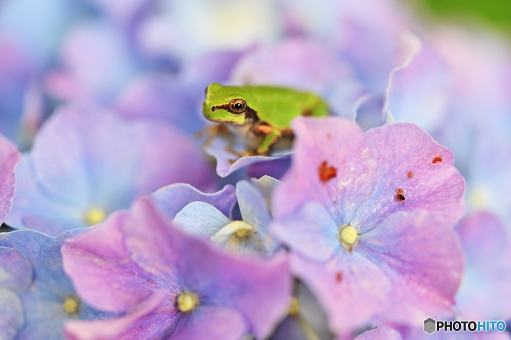 紫陽花にカエル4