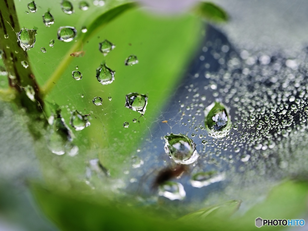 水滴に紫陽花