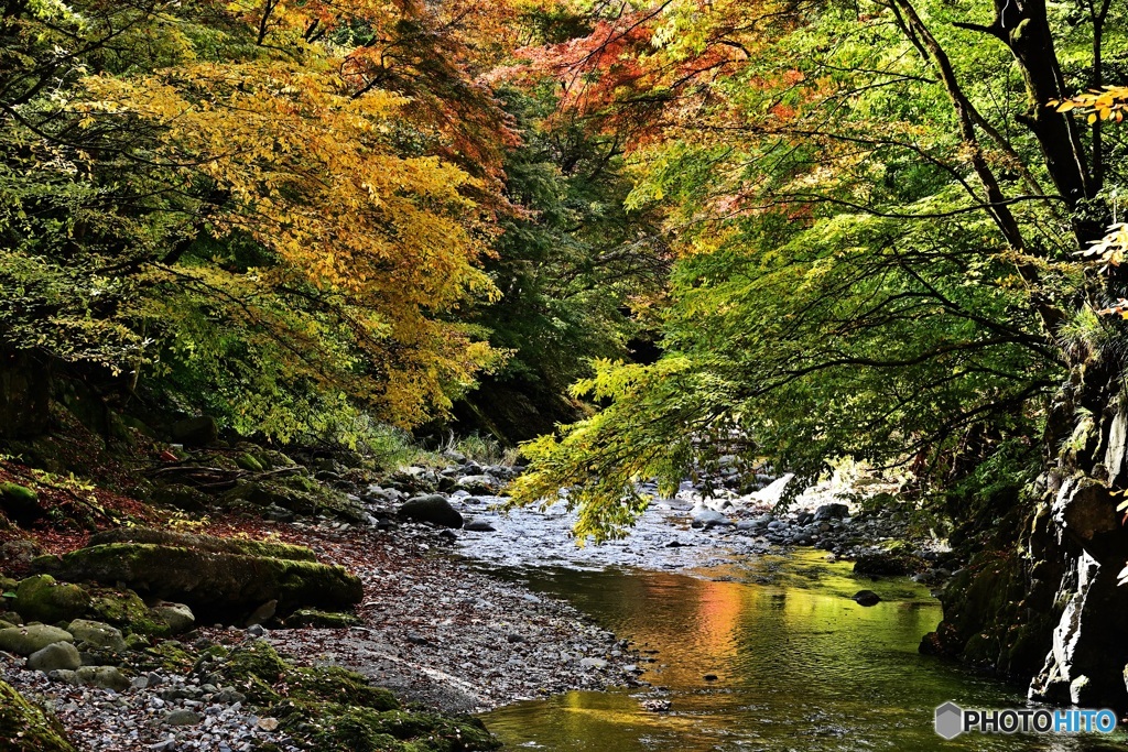 大芦渓谷の紅葉