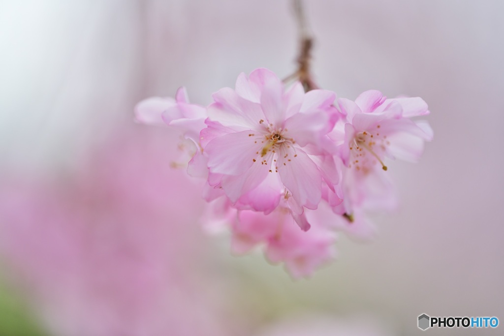 桜彩