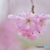 桜彩