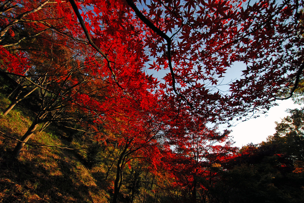 もみじ谷の紅葉