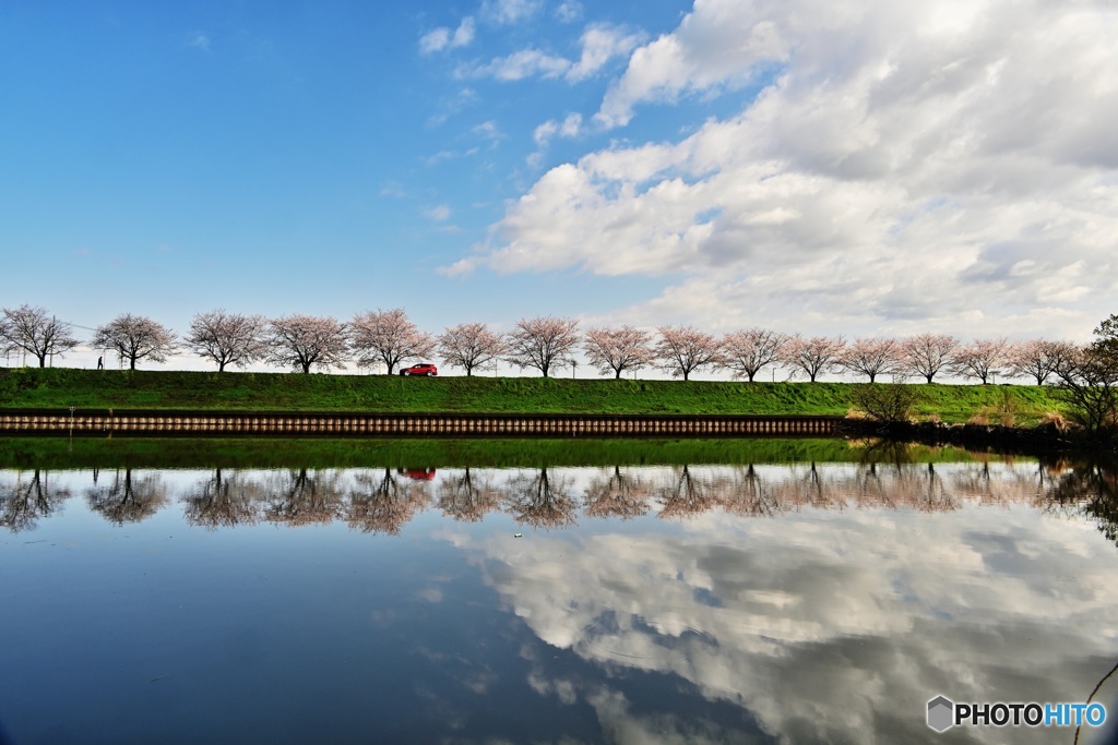 水郷公園の桜並木2
