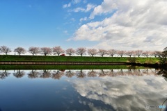 水郷公園の桜並木2