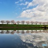 水郷公園の桜並木2