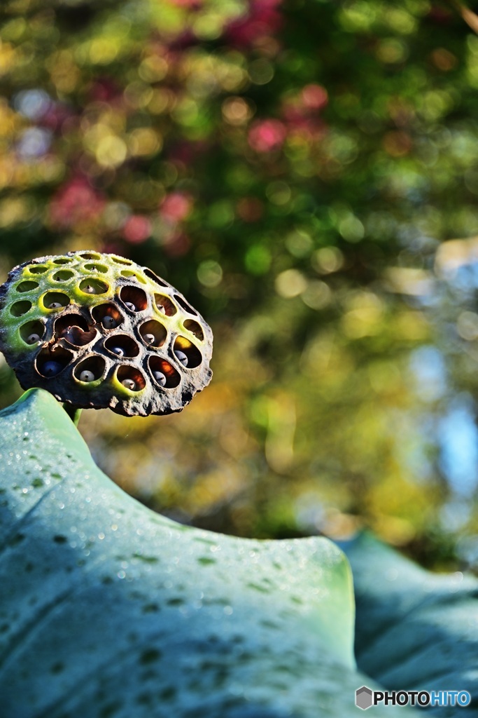 花托