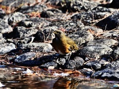アカハラ水飲み