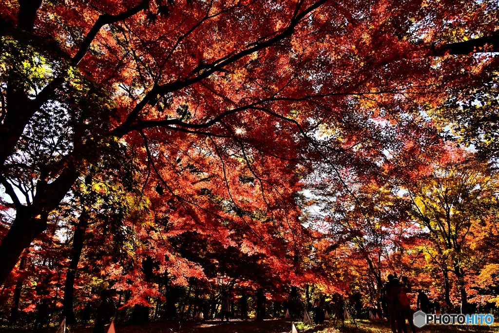 紅葉