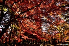 紅葉