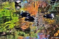 彩りの中のカルガモ