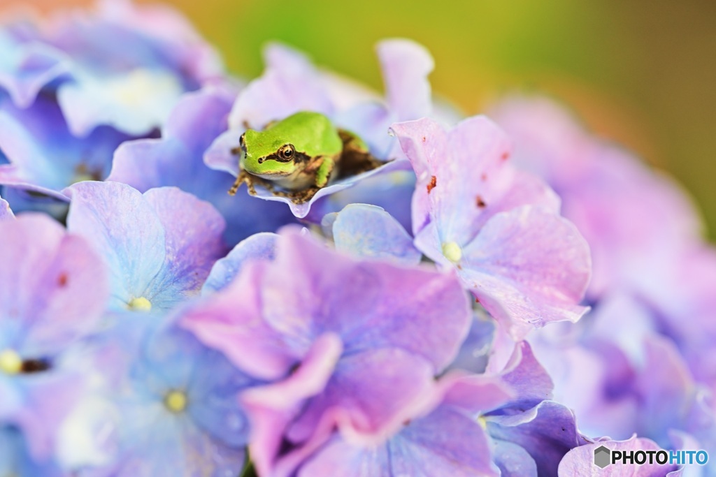 紫陽花にカエル2