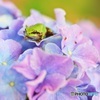 紫陽花にカエル2