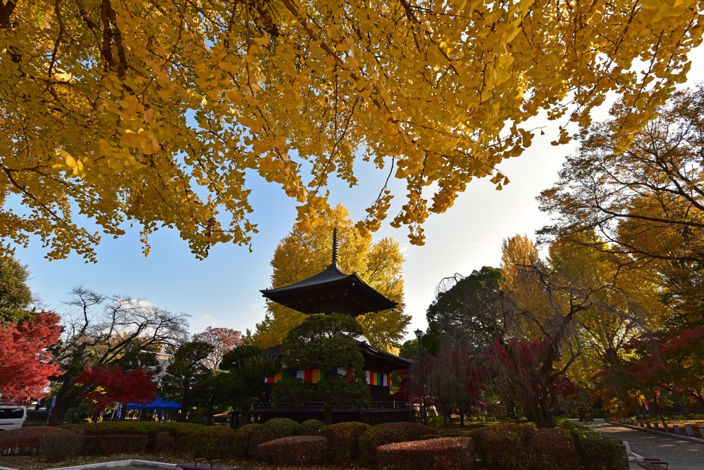 黄葉の多宝塔