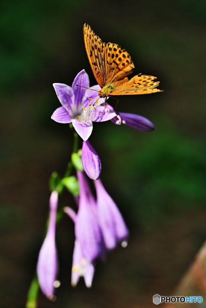 花とヒョウモンチョウ