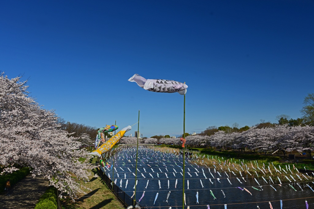 鯉踊る桜並木