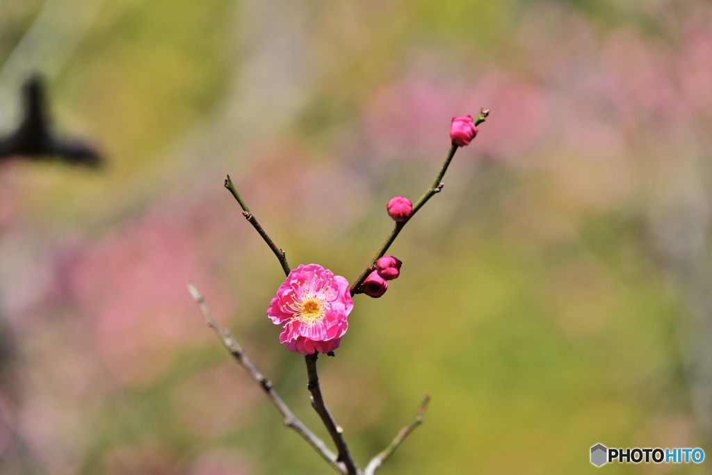 梅　大寒に咲く