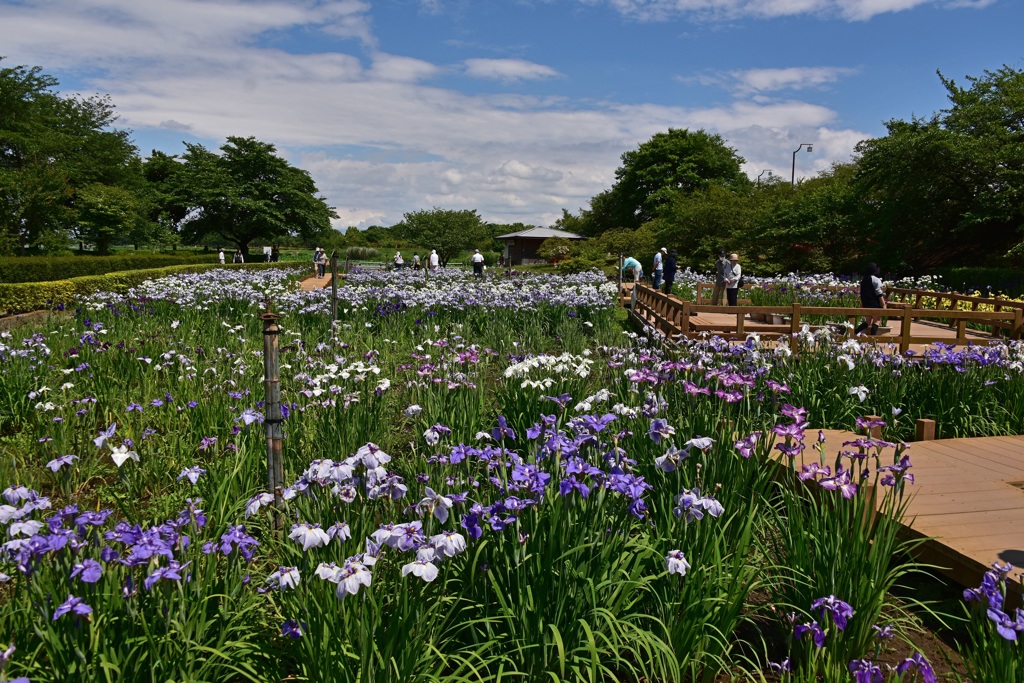 花菖蒲園